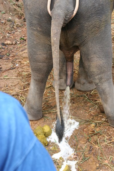 Day 9 - Chiang Mai - Elephant Camp 073